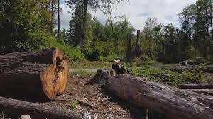 Best Utility Line Clearance  in Weeping Water, NE