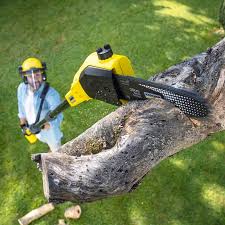 How Our Tree Care Process Works  in  Weeping Water, NE