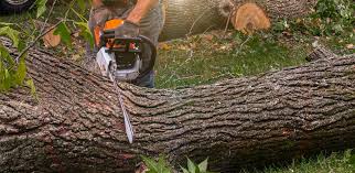 Professional Tree Care in Weeping Water, NE