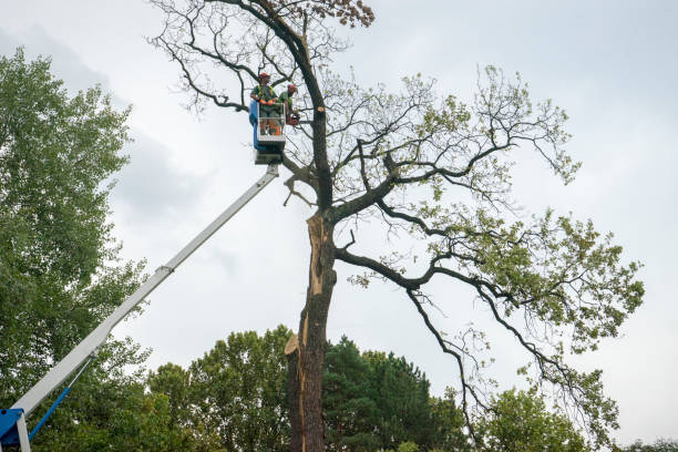 Best Tree Trimming and Pruning  in Weeping Water, NE