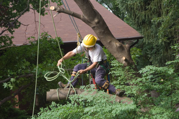 Lawn Renovation and Restoration in Weeping Water, NE