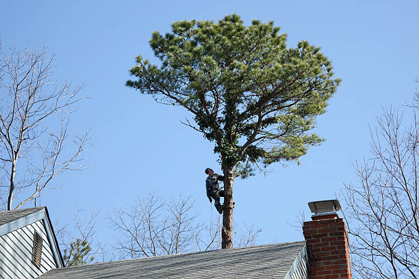 Best Leaf Removal  in Weeping Water, NE